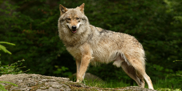 wolf